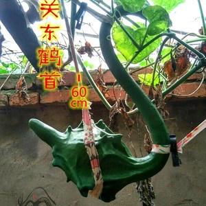 【鹤首勒扎葫芦】鹤首勒扎葫芦品牌,价格 - 阿里巴巴