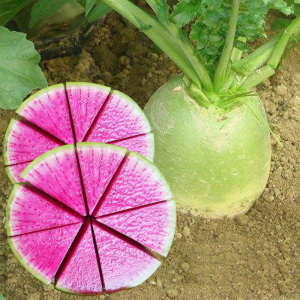 中蔬种业青皮红心萝卜种心里美灵穿心满堂红水果圆根罗卜四季籽孑