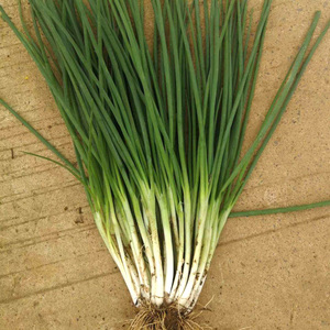 中蔬种业 小分葱种籽头四季苗阳台盆栽分多多香葱蔬菜孑自种