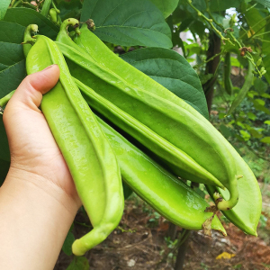 中蔬种业 大刀豆种籽子孑新鲜白刀豆当季农家自种蔬菜仔