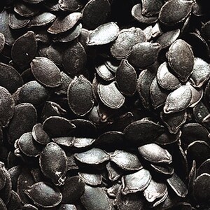 嫁接砧木黑南瓜种子嫁接种子 黑子南瓜种 砧木种子黑子南瓜包邮