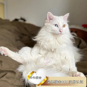 纯白高地临清猫山东狮子猫故宫御猫纯种活体幼崽异瞳长毛上海猫舍