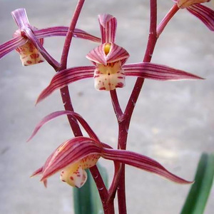 翁源兰花 墨兰新娘 精品名贵品种矮种兰草盆栽植物室内好养浓香型