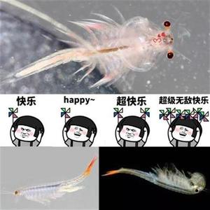 网红宠物小海龙宠物孵化宝宝学生水族魔法鱼小海龙卵海龙子