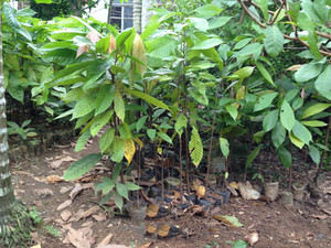 海南特产盆栽可可果树苗热带水果热带作物黑巧力苗1年苗巧克力树