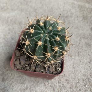 四海园艺 剑芒丸q仙人球实生大花 多肉植物草球类