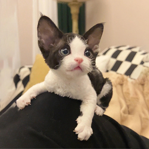 德文卷毛猫幼猫纯种异瞳黑白鸳鸯蓝眼红棕虎斑猫小猫咪活物宠物猫