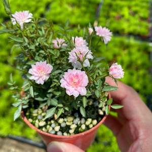 日本姬月季姬乙女超微蔷薇迷你微型盆景四季开花花卉