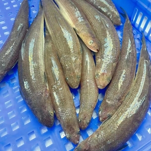 潮汕惠来浅海南凌鱼那哥鱼特产那哥鱼饭海鲜400g