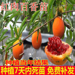 百香果苗果树苗紫香一号黄金果满天星红肉爬藤果苗四季当年结果