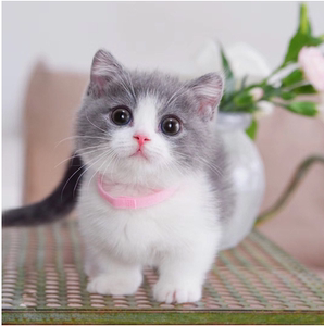 无偿领养英短蓝白猫蓝猫蓝白开脸猫幼猫纯种英国短毛猫小猫咪活体