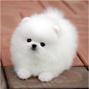 СͳﹷƷִȫ_СͳﹷƷ_СͳƷּ