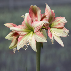 圣茵 以色列进口朱顶红猫眼石之星 耐热耐旱庭院植物