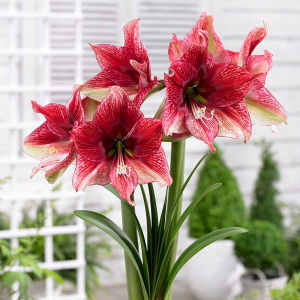 荷兰朱顶红大花