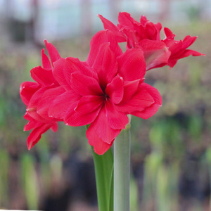 圣茵荷兰进口球根花卉红色荣耀红色重瓣朱顶红四季易活花园植物