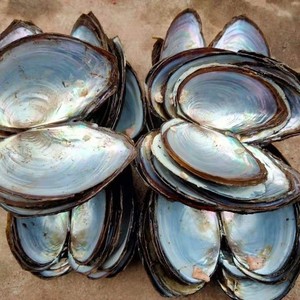 接漆贝壳河蚌壳野生河蚌肉河蚌贝壳饰品用贝壳蚌壳观赏用蚌壳包邮