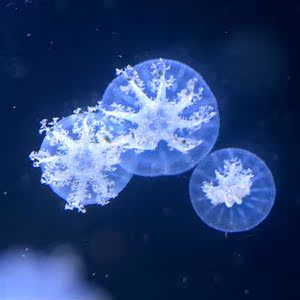倒立母母活物安朵仙水母朝天后z仙小水母宠物梦幻车轮水水活体宠p