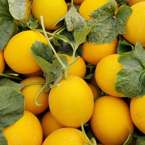 山东黄河蜜瓜10斤水果哈密瓜黄金蜜瓜软糯香甜当