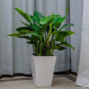 网红叶红钻宝石金钻蔓绿e绒水培绿植盆栽室内花