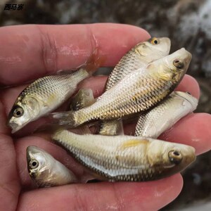 鲤鱼苗淡水鱼塘养殖特大稻花鱼稻田鲤建鲤放生小鱼苗红尾鲤鱼鱼苗
