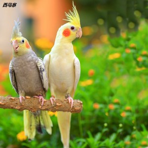 玄凤鹦鹉活体会说话中大型手养黄化玄凤鸟活物一对可繁殖鹦鹉活鸟