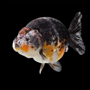 活体精品兰寿奶牛 红寿花寿黑寿兰寿苗金鱼观赏鱼包邮重墨