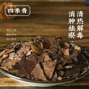 四季青 红冬青 大叶冬青 油叶树 树顶子 中药饮片 按方抓配清热解毒