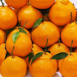 正宗四川丑橘不知火5斤春见耙耙柑当季新鲜水果8斤大果丑八怪桔子