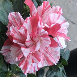 800人付款淘宝福建五宝杜鹃青锦旗 一树多色 西洋杜