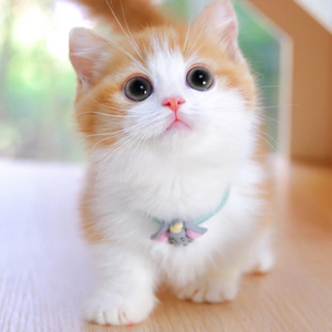 无偿领养小奶猫橘猫狸花猫英短蓝猫幼猫活体宠物田园猫咪爱心同城