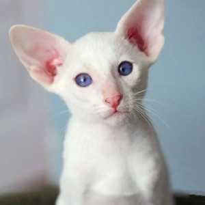 东方短毛猫黑色