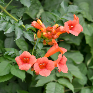 花园凌霄花苗爬藤植物庭院盆栽护栏墙面攀爬花卉树苗别墅遮阳四季