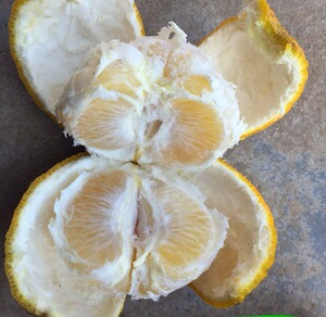 湖南臭皮柑黄皮酸苦水果5斤包邮苦柑枳壳抛柑泡酸