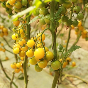 夏日阳光黄色樱桃小番茄水果圣女果新鲜黄妃小西红柿生吃孕妇蔬菜