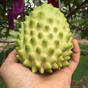 【精品树上熟】牛奶凤梨释迦果释迦牟尼果释迦果新鲜水果包邮5斤