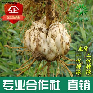 龙牙百合种球食用