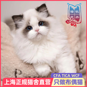 纯种布偶猫幼猫宠物赛级繁育级海双蓝双山猫牡丹猫苑猫舍活体猫咪