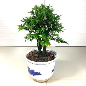 000人付款淘宝i德庆巴戟天盆景植物室内四季y常青窗台庭院阳台好r养