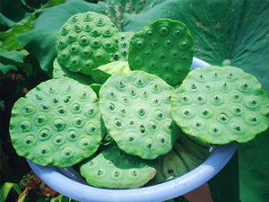 莲蓬时令水果莲子米嫩莲子即食湖南湘莲特产包邮