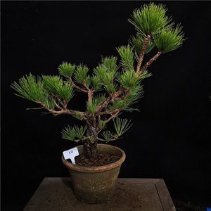 高档日本八房锦松老景盆栽苍盆锦皮矮霸爆.松盆景奢华