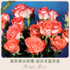 拾花记 胭脂扣单头复色玫瑰鲜切花 蔷薇月季花卉红粉白中国风花材