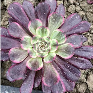 水墨画超墨法师多肉植物室y内阳台组合盆栽稀有美观花卉绿植