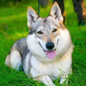 捷克狼犬幼犬活体双血统进口杰克狼幼犬高端捷克狼犬纯种狼犬幼犬