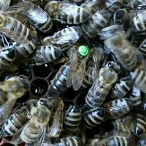 意蜂王 东北黑蜂王  开产新王 蜜型大群蜂王 蜂王可做种用