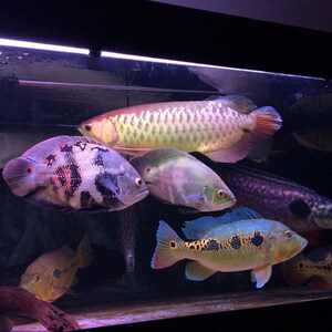 野图生地图鱼七星奥图鱼奥里诺科野图奥图鱼b苗阿拉盖亚宠物活体