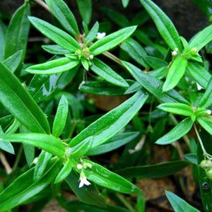 白花蛇舌草种子半枝莲种籽蛇痢草百花羊须草四季盆栽中草药材种孑