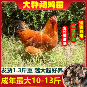 大种k9阉鸡半大脱温882九斤红麻黄大型901肉鸡小鸡一斤腌公鸡活苗