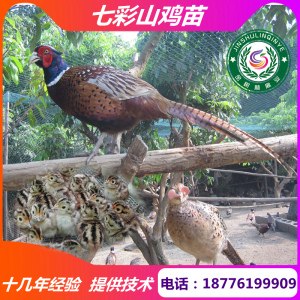 纯种七彩山鸡苗正宗孔雀蓝山鸡活体出壳珍珠土鸡小鸡幼仔活物种苗