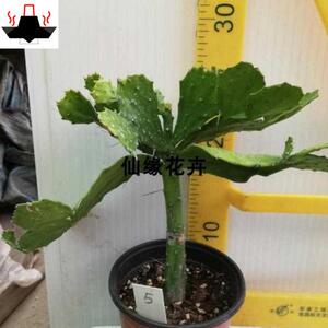 新款花卉仙人掌科嫁接砧q木仙人掌团扇千本剑多肉植物花满22021