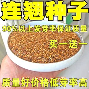 迎春花种子 连翘种子花开香气淡艳满枝金黄抗病虫耐旱耐寒中药籽